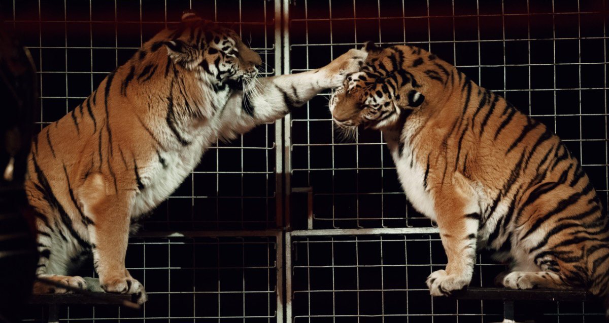 Шоу бенгальских тигров