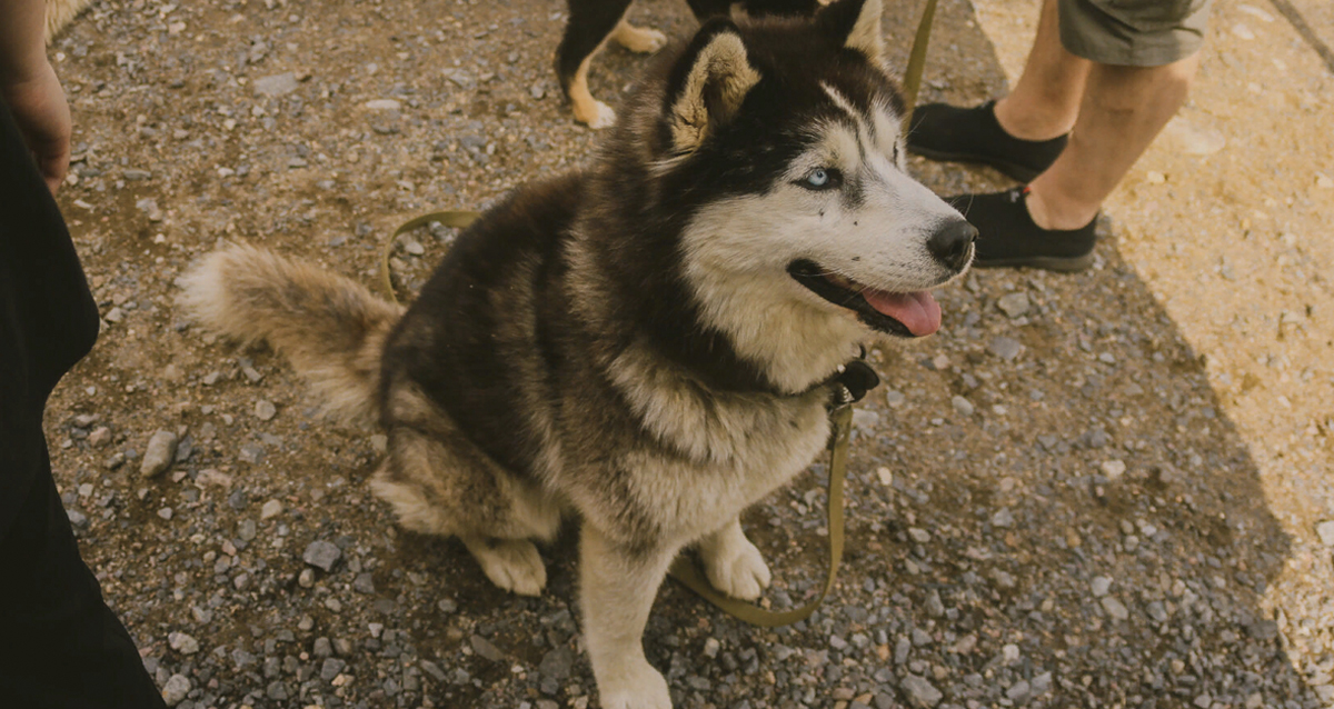 тур в Карелию Рускеала, хаски, водопады