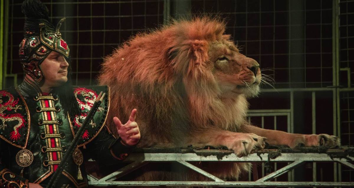 Шоу бенгальских тигров