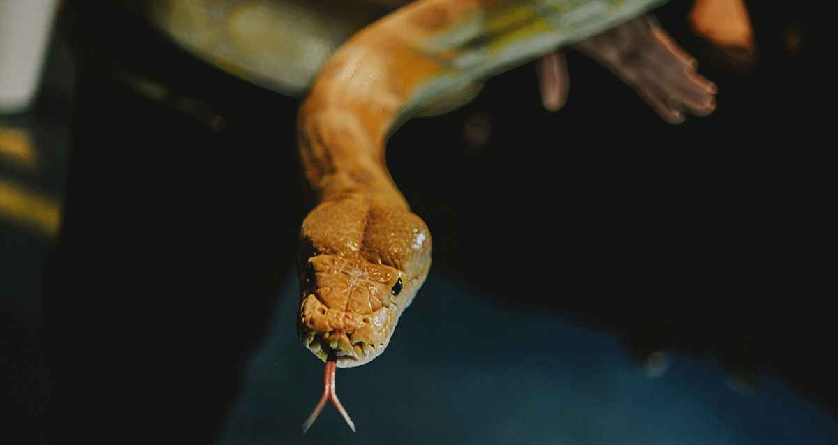 выставка экзотических животных