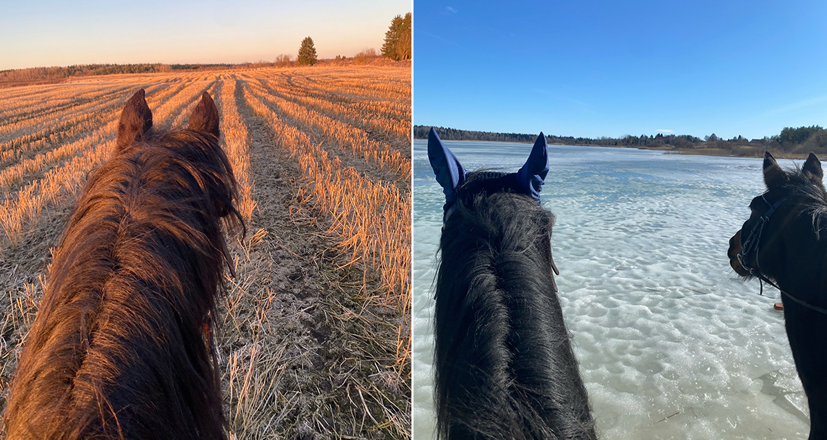 на конные прогулки