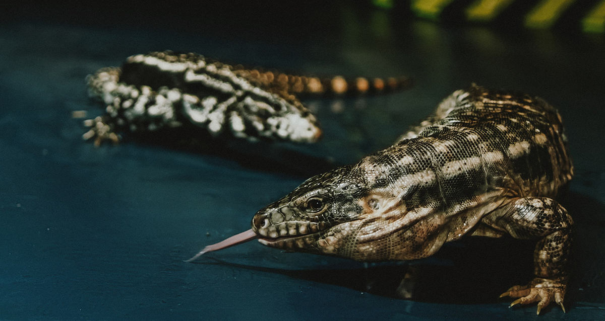 выставка экзотических животных