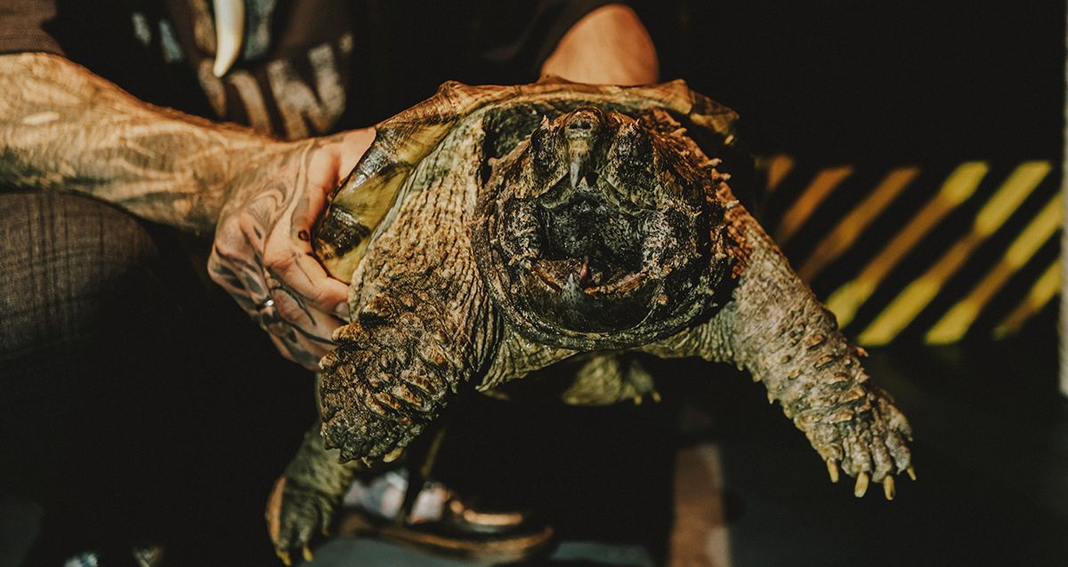 выставка экзотических животных