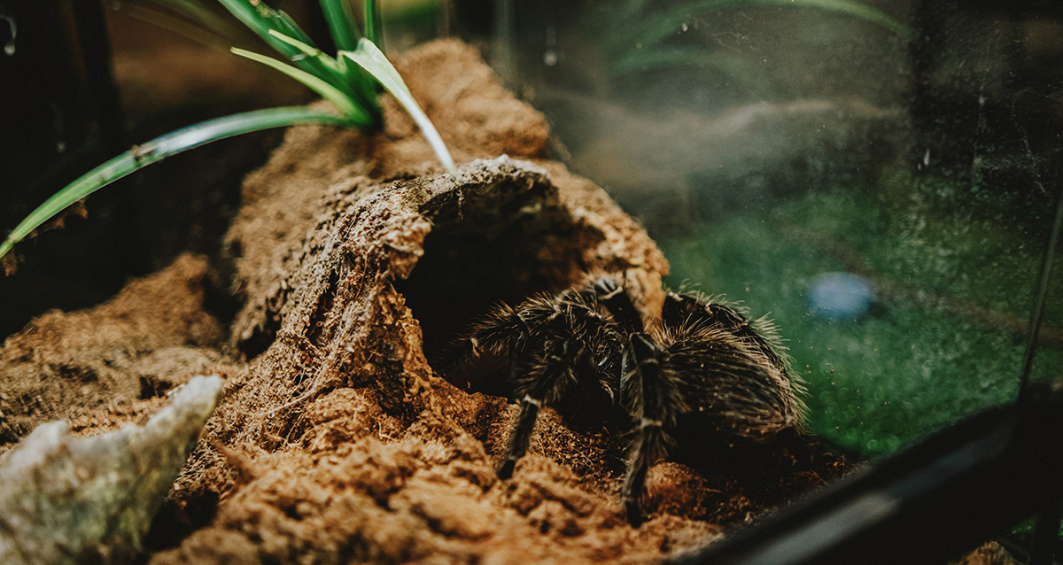 выставка экзотических животных