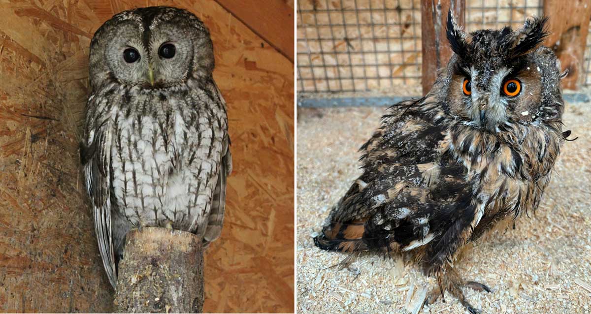 центр «Бореалис»