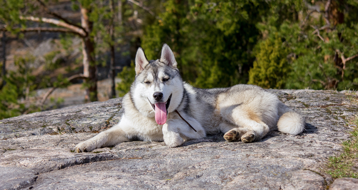 Карельская сказка
