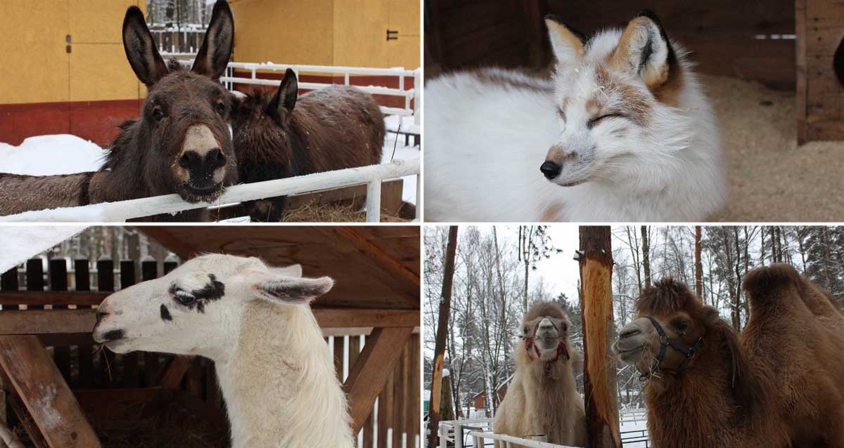 центр «Бореалис»