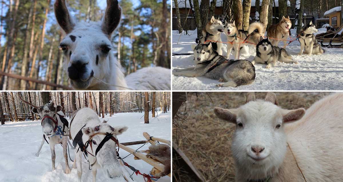 центр «Бореалис»