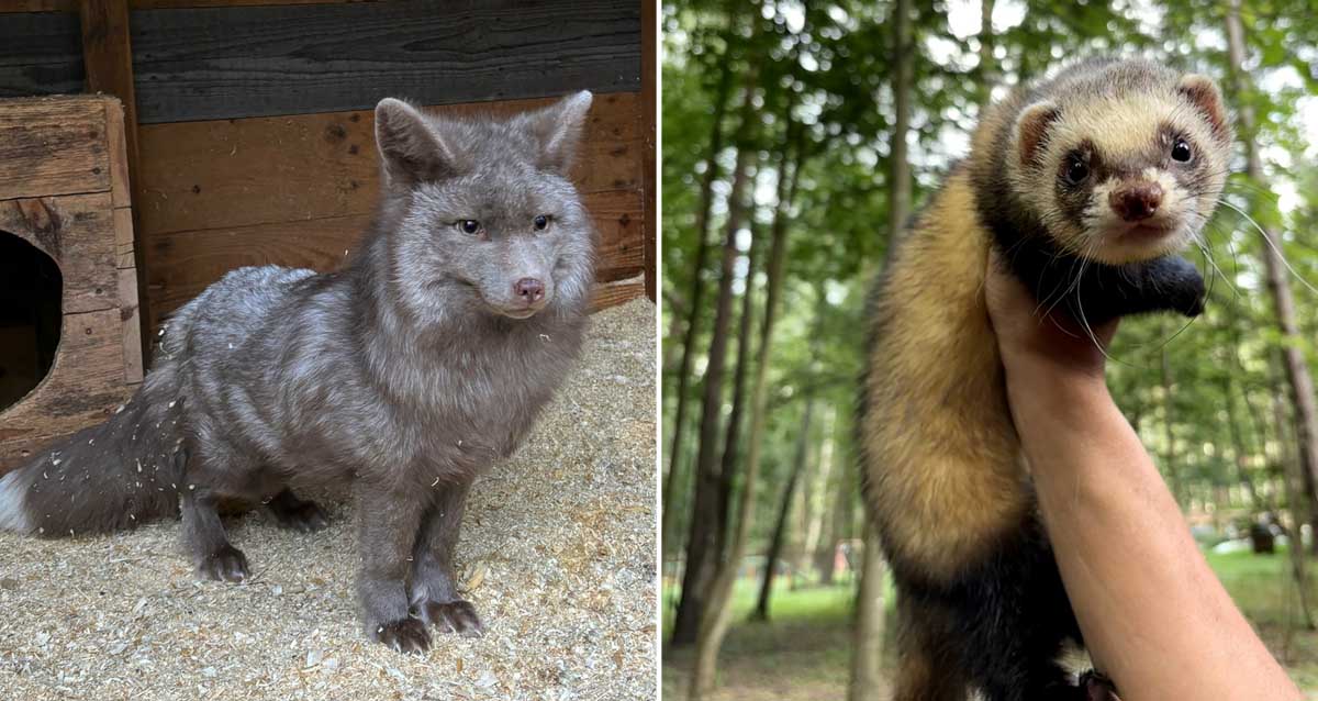 центр «Бореалис»