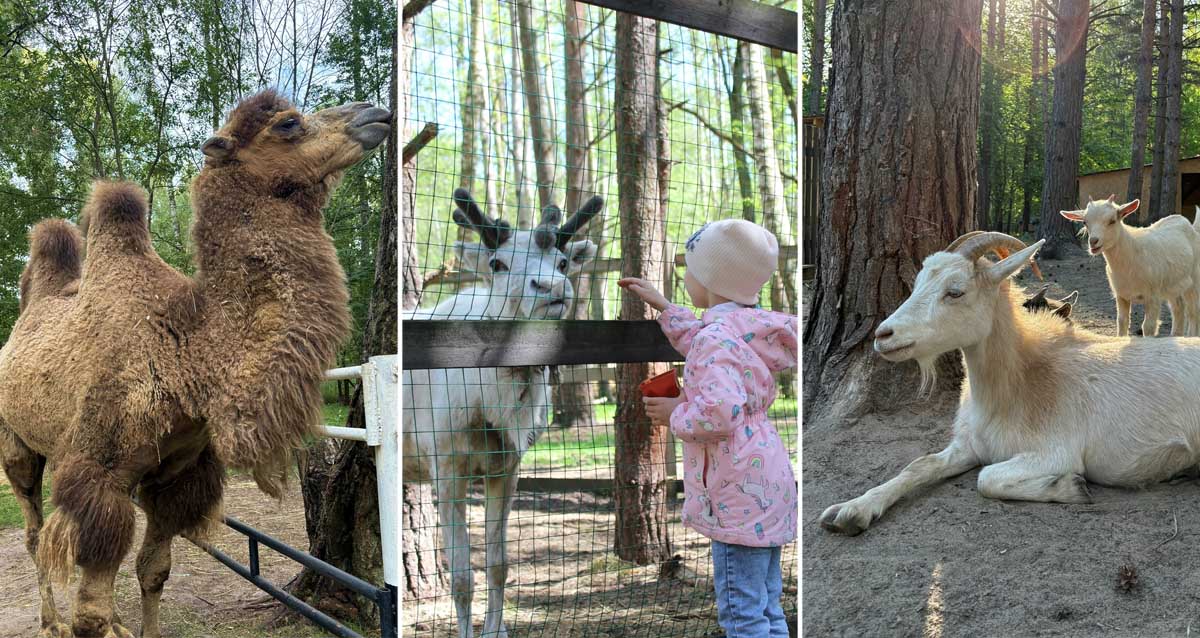 центр «Бореалис»