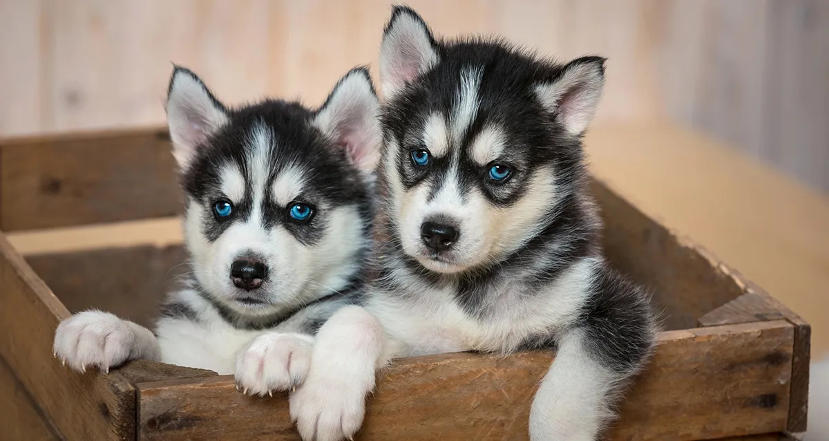 3150 р. за тур «Мир Карелии: хаски, водопады и Мраморный каньон»