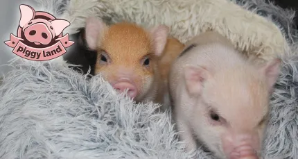 999 р. за посещение антикафе с минипигами Piggy land в будни