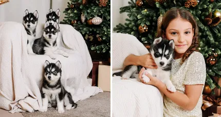 Скидки до 54% на новогоднюю фотосессию с хаски