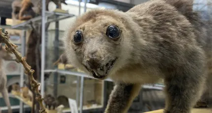 Скидка 25% на экскурсию-квест «Книга рекордов Животного мира»