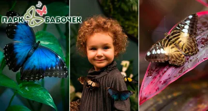 От 525 р. за посещение «Парка Бабочек» в ТЦ «Гранд Каньон»