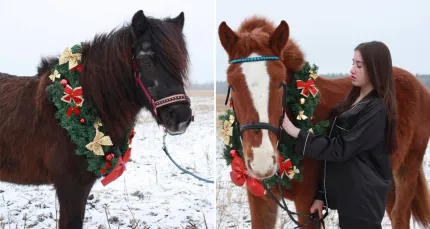 Скидки до 66% на конные прогулки