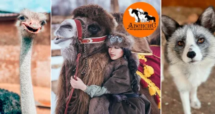 Скидка 50% на посещение ранчо «Авенсис»