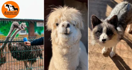 Скидка 50% на посещение ранчо «Авенсис»