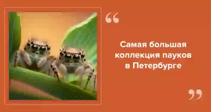 «Мир в паутине» — крупнейшая выставка пауков в Петербурге