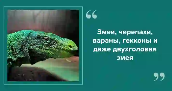«Дом драконов» в Петербурге