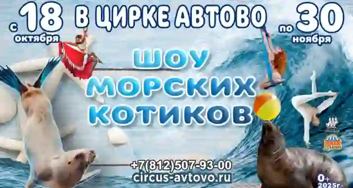 Скидки до 50% на билеты на «Шоу морских котиков»
