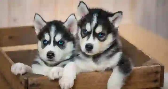 3150 р. за тур «Мир Карелии: хаски, водопады и Мраморный каньон»