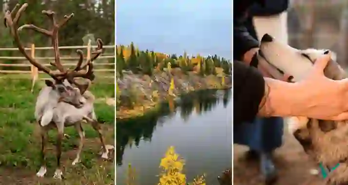 Скидка 35% на этно хаски-тур в Карелию