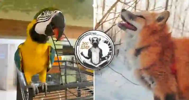 От 250 р. за билет в зоопространство в ТРЦ «Лео Молл»