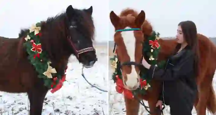 Скидки до 66% на конные прогулки