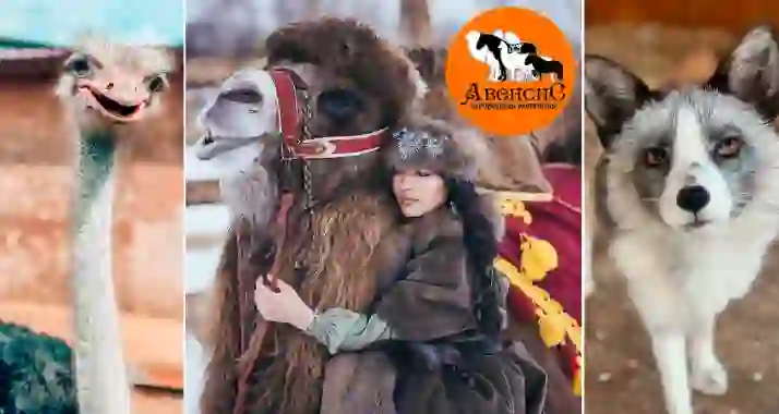 Скидка 50% на посещение ранчо «Авенсис»