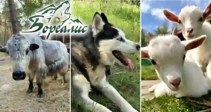 Скидка 50% на посещение зоофермы и экскурсии в питомнике хаски