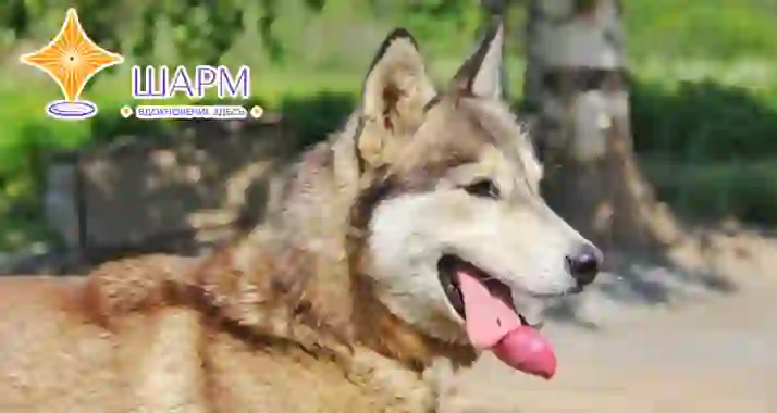 От 9950 р. за тур «Отдых в Карелии! Питомник хаски, Рускеала и водопады Ахвенкоски» (2 дня)